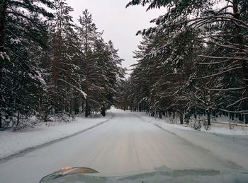 Country road along trees