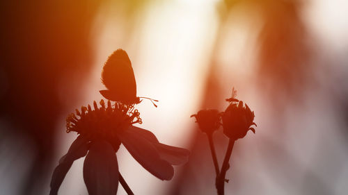 Close-up of flower against blurred background