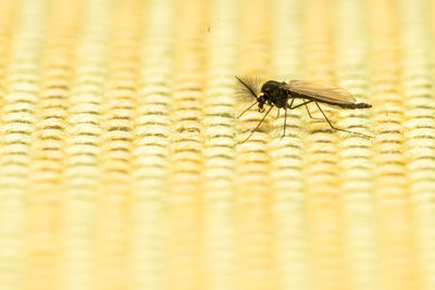 Close-up of housefly