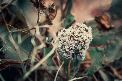 Close-up of wilted flower on field