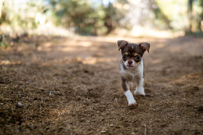 Dog running on field