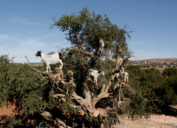 Horse on landscape against sky