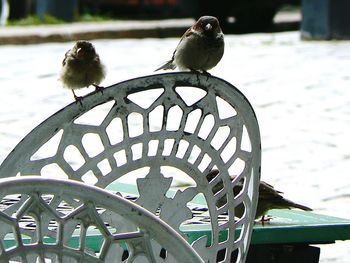 Close-up of bird perching on wall