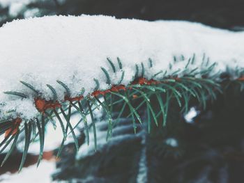 Close-up of icicles on snow