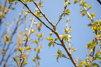 Low angle view of tree against sky