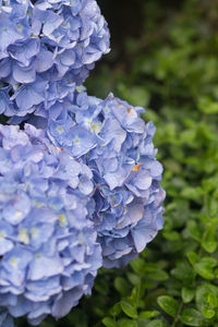 Close-up of purple hydrangea