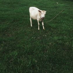 Dog standing on grassy field