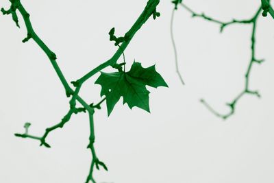 Close-up of plant