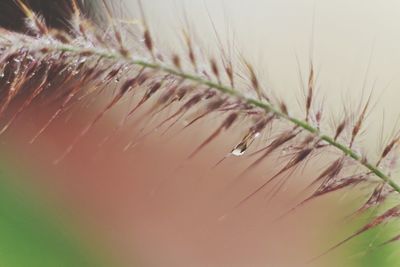 Close-up of fresh plant