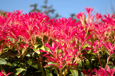 Close-up of pink flowering plants