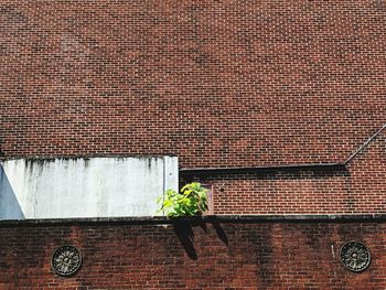 Low angle view of potted plant against wall