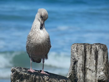Close-up of seagull perching on wooden post