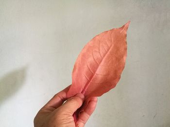 Close-up of hand holding orange leaf against wall