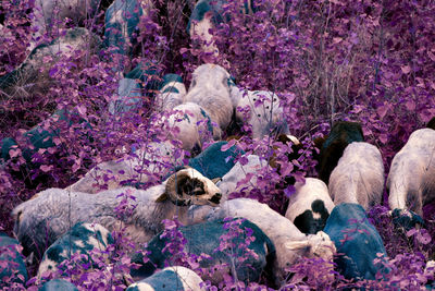 High angle view of pink flowering bed. sheep inside 