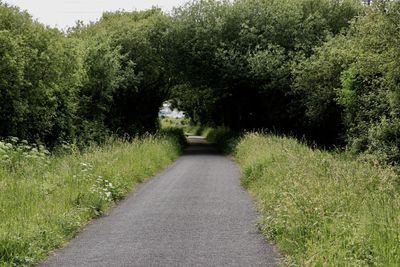Road amidst trees and plants