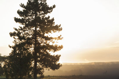 Silhouette of trees on field