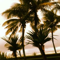 palm tree