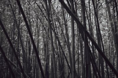 Bare trees in forest