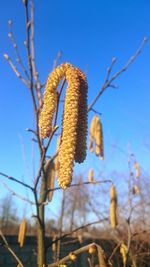 Close-up of plant against blurred background