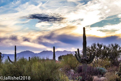 Cactus growing against sky during sunset