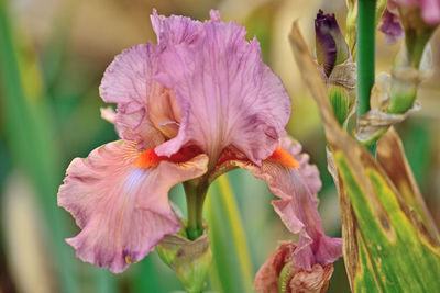 Close-up of pink flowering plant