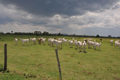 Cows on grassy field against cloudy sky