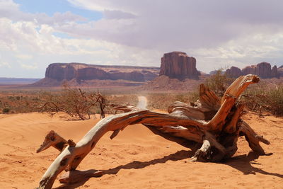 Dead tree in monument valley