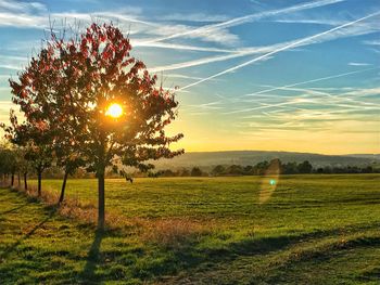 Trees on field against sky during sunset