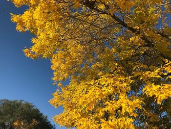 Low angle view of yellow tree against sky during autumn