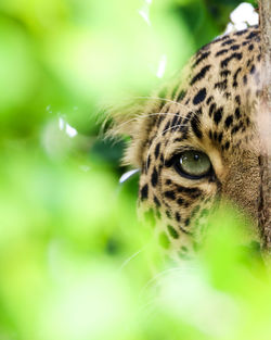 Close-up portrait of a cat