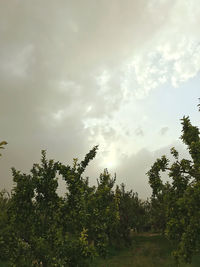 Low angle view of trees against sky