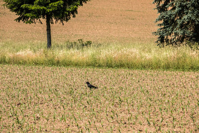 Bird flying over a field