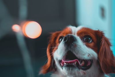 Close-up of dog looking away