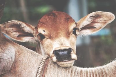 Close-up portrait of cattle