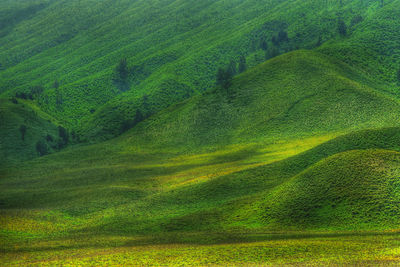 Scenic view of green landscape