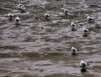 High angle view of seagulls on beach