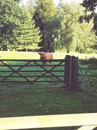 Horse on grass against trees