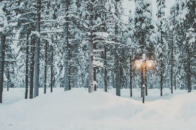 Trees on snow covered landscape