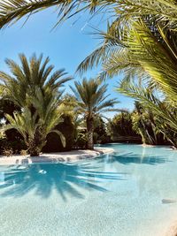 Palm trees by swimming pool against sky