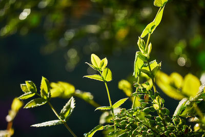 Close-up of fresh green plant