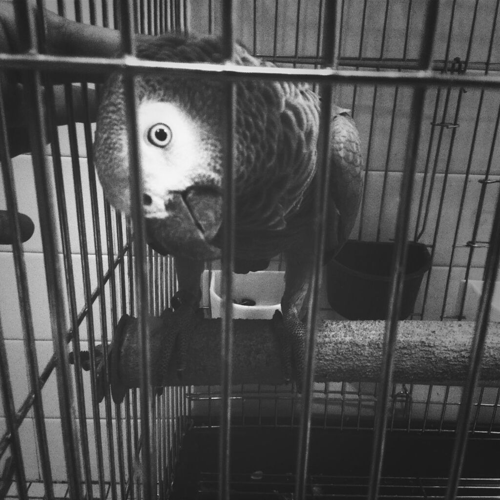 animal themes, one animal, bird, cage, wildlife, animals in the wild, domestic animals, perching, pets, portrait, looking at camera, indoors, birdcage, animals in captivity, mammal, zoology, animal head, two animals, fence, low angle view