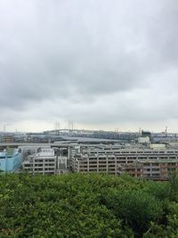 Plants growing on field against buildings