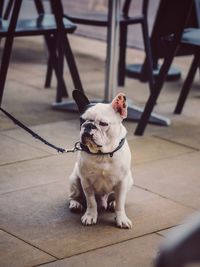 Bulldog relaxing on footpath