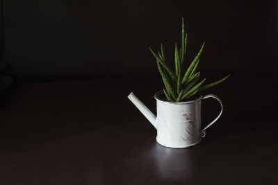 Close-up of potted plant on table against black background