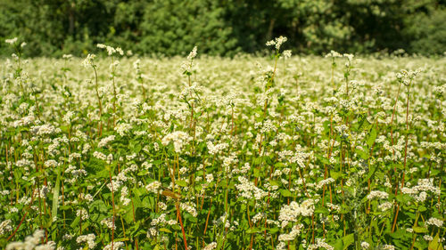 White flowering plants on field