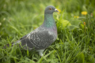 Close-up of bird on field