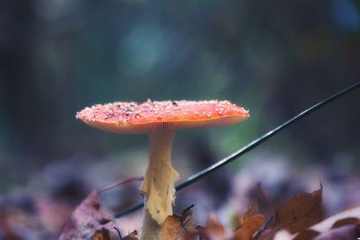 Close-up of mushroom growing on land