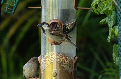 Close-up of bird perching on feeder