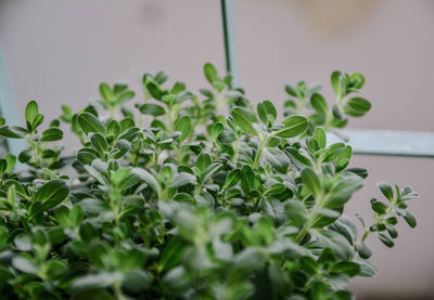 Close-up of potted plant on table