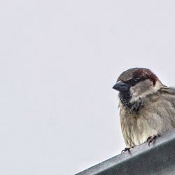 Side view of bird perching against clear sky